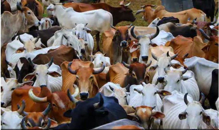 2021 మార్చి నాటికి ఖత్తర్ ప్రభుత్వం 40,000 పశువుల షెడ్లను నిర్మిస్తుంది