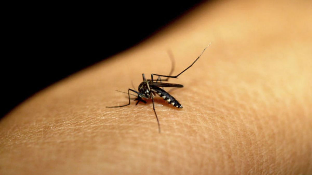 Death-threatening dengue in Chhattisgarh , 7 cases confirmed so far