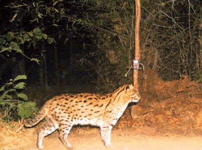 Rare 'fishing cat' spotted for the first time in Panna Tiger Reserve, see photos