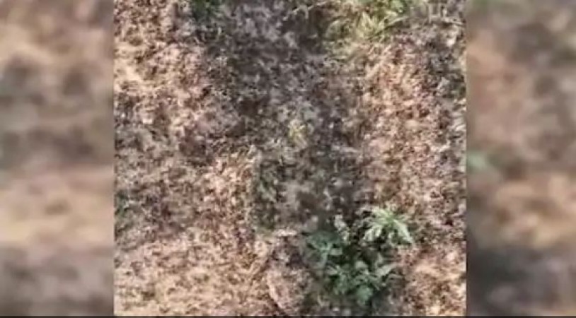 Entire Rajasthan engaged in combating grass hoppers