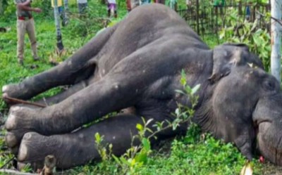 तमिलनाडु में मृत पाया गया जंगली हाथी.., दोनों दांत गायब, हत्या का शक