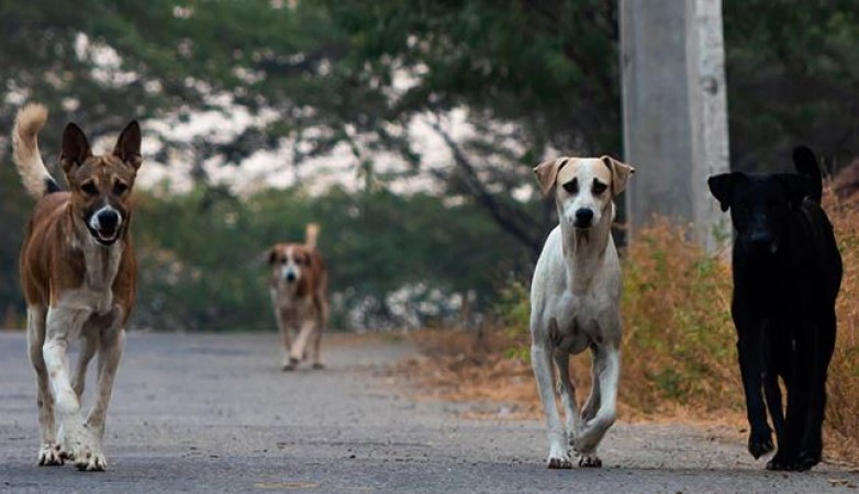 Delhi: Stray dogs enter zoo, mauled to death 3 deer