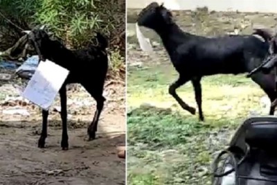 Goat, eat many essential papers with government files, see Video