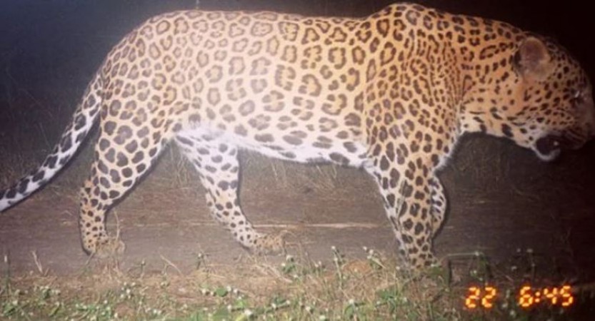 Leopard escaped from Indore zoo not found yet, alert issued in city