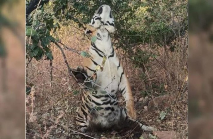 Tiger's body found hanging in Panna Tiger Reserve, Officials reached the spot
