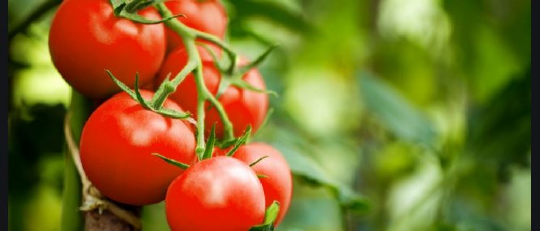 Prices of tomatoes continue to rise, prices rise to 140