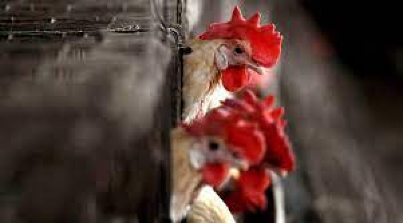Alert issued in these states amid bird flu knock