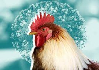 What is Bird Flu? Know its symptoms and treatments