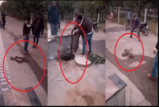 Video: 6 feet long python entered the sewer created chaos, see how the rescue was done