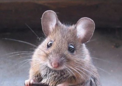 थाने पहुंची चूहों की शिकायत, चौंकाने वाला है मामला
