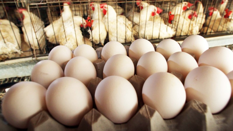 Eggs and chicken to be cheaper in India! Govt's big decision