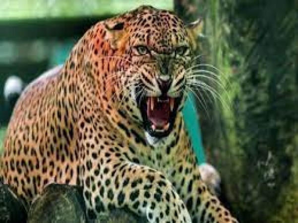 Leopard enters Bhopal, administration shuts down