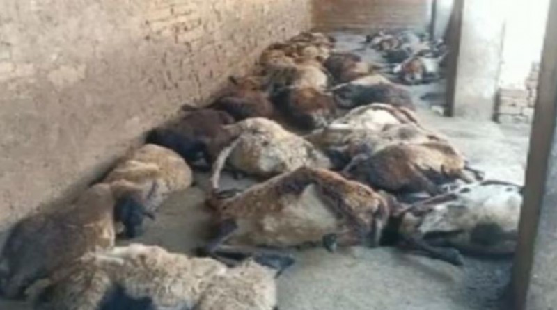 51 sheep died suddenly, stir in the village
