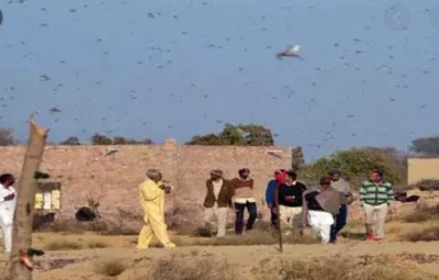 After Punjab, grasshopper wreaks havoc in Haryana, government seeks help from HAU
