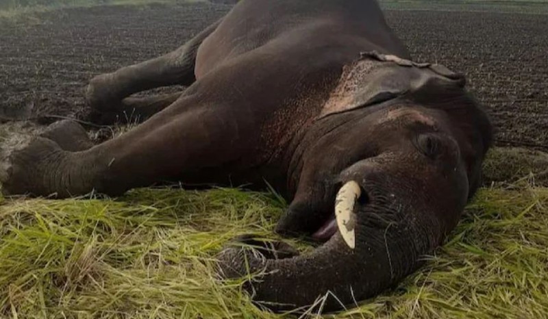 बिजली विभाग की बड़ी लापरवाही, हाई टेंशन तार की चपेट में आने से 50 वर्षीय हाथी की मौत