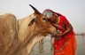 'Cow Hug Day' to be celebrated on Feb 14, Why are foreigners paying $200 to hug a cow?