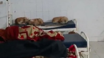 बड़ी लापरवाही आई सामने! अस्पताल में मरीज की जगह मिले कुत्ते, खुली व्यवस्था की पोल