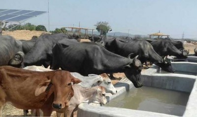 Now destitute cows-buffaloes will become a source of income, govt made this plan