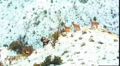 Lahaul Woman became an example for the forest and wildlife, know the whole reason