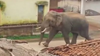 यज्ञ के दौरान हाथी ने मचाया तांडव, मौत पर CM योगी ने जताया दुःख