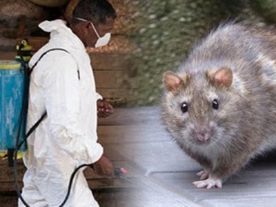 So many people have died of 'Lassa fever' so far, WHO warns