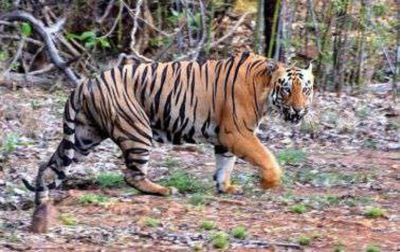 बिहार: वाल्मीकिनगर व्याघ्र अभयारण्य में मिला बाघिन का शव, बाघ से लड़ाई के दौरान हुई मौत