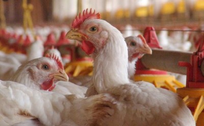 What is bird flu? Know its symptoms, prevention measures and treatment