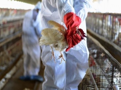 Bird flu wreaks havoc, Section 144 imposed in Rajasthan
