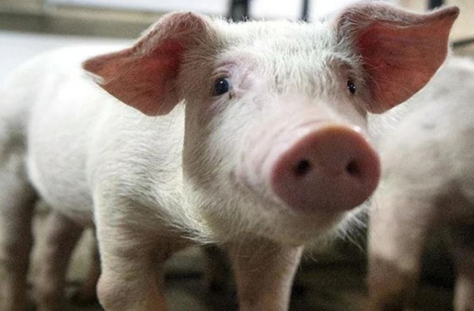 African Swine Flu Outbreak in Kerala Village: Pigs Scheduled for Culling