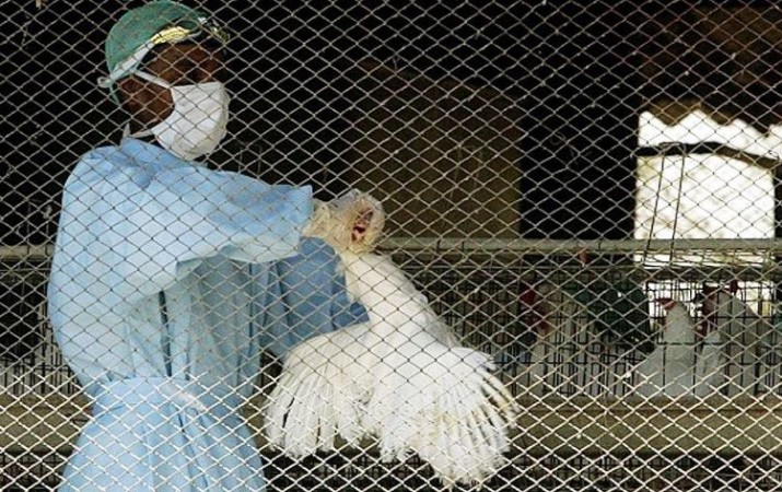 Assam government bans chicken imports due to bird flu