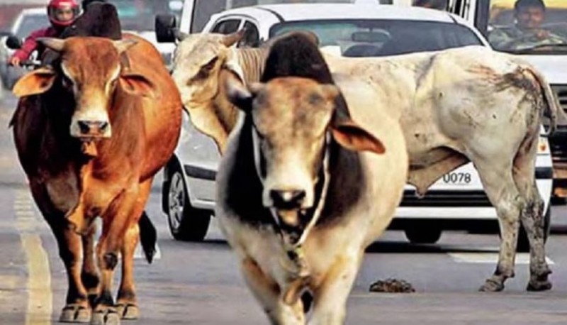 Need to declare cow as National Animal: Allahabad HC | NewsTrack English 1