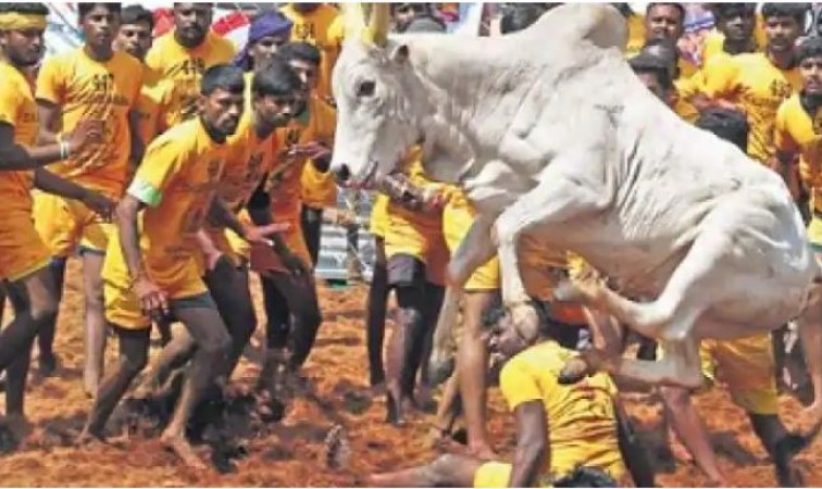 జల్లికట్టు క్రీడ తమిళనాడులో కరోనావైరస్ కారణంగా మార్గదర్శకాలతో మొదలవుతుంది.