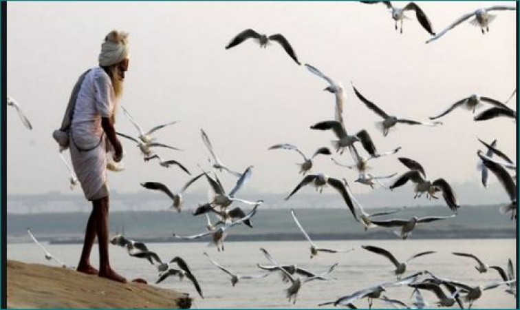 Maharashtra: Bird flu risk rises, 382 birds killed