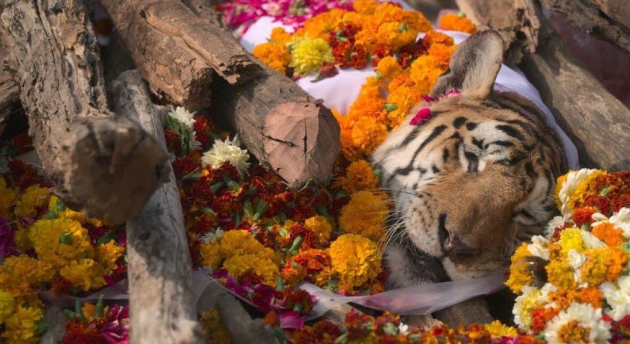 Indian Culture..., people gathered for the last rites of 'Supermom Tigress'