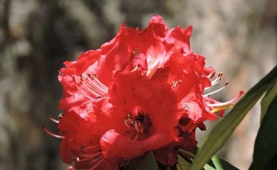 कोरोना का 'काल' है हिमालय का यह पौधा ! नई रिसर्च में मिले प्रमाण