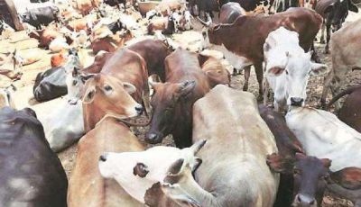 BSF stopped smuggling of cows from India to Bangladesh