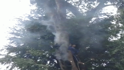 Jabalpur: Smoke coming out from tamarind tree for 2 days, people assuming divine wrath
