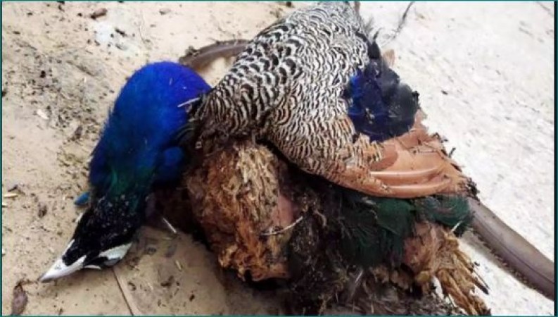 Bird flu: Three peacocks found dead in Maharashtra | NewsTrack English 1