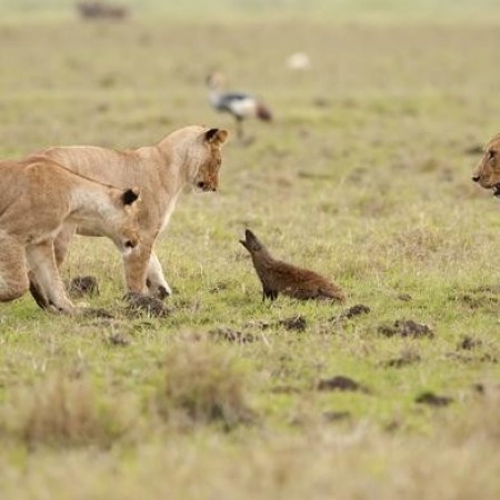 4 शेरनियों पर भारी पड़ा नेवला, वीडियो हुआ वायरल