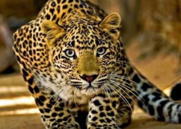 Birthday cake helps Madhya Pradesh brothers escape leopard | NewsTrack  English 1