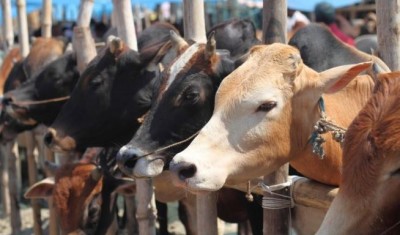 सावन के पवित्र माह में MP से मिले गायों के कटे हुए 10 सिर, प्रदर्शन करने उतरा हिंदू संगठन