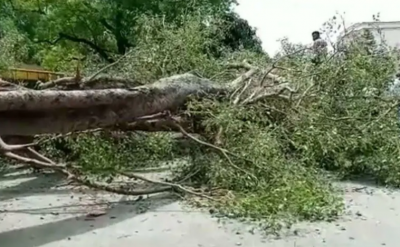 Chandigarh: 250-year-old tree falls in school lunchtime, several injured