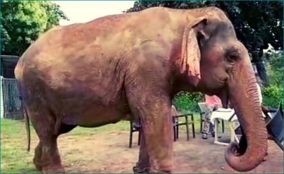 World's oldest elephant Vatsala health gives positive response