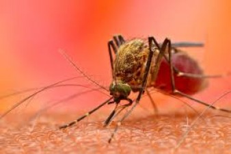 Malaria is caused due to these reasons, know the symptoms and method of prevention