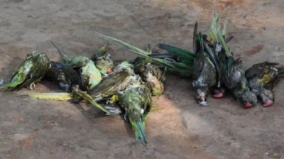 400 तोतों की मौत के मामले को लेकर NGT ने दिया पंजाब वन विभाग को निर्देश, कहा- कराएं जांच...