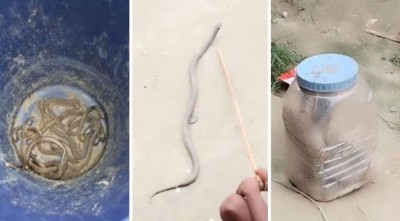 एक घर से अचानक निकले 24 खतरनाक कोबरा सांप, इलाके में खौफ का माहौल