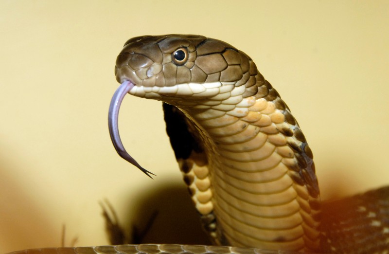 On World Snake Day, a call to make a powerful antidote