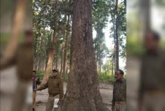 Two soldiers deploy in security of 250-year-old 'Sundar' tree