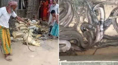 40 snakes found inside the house, crowd of people gathered to see
