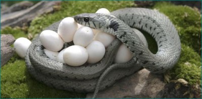 Surprising: 40 snakes and 90 eggs from a house, everyone stunned
